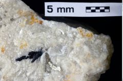 Foto (Detailansicht) von Goniodromites sp. (NHMW-GEO-1990-0041-0394)